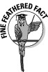 FineFeatheredFact