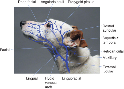 hilbert space methods in partial differential equations