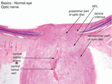 Mast cell h and e