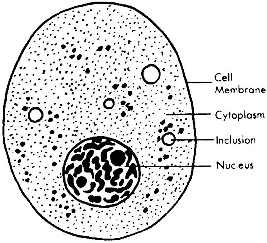 Cape Biology and Chemistry Syllabus: Biology Module 1  structure   make drawings of typical animal and plant cells as seen under the light  microscope