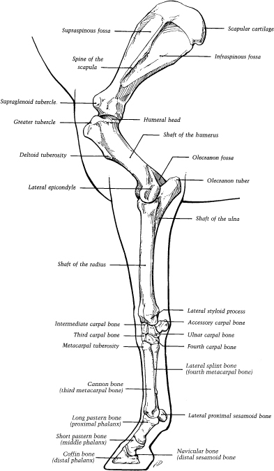 download ordinary differential