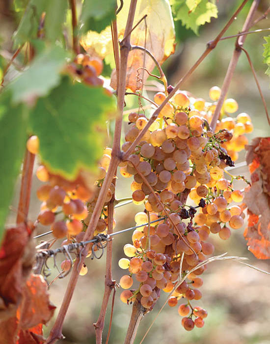 Photo of grapes.