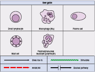 Roitt's Essential Immunology