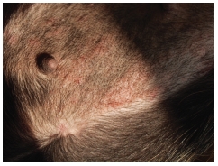 NOTES ON SMALL ANIMAL DERMATOLOGY