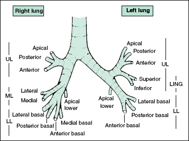 Respiratory Medicine