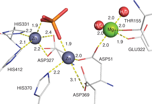 receptors as