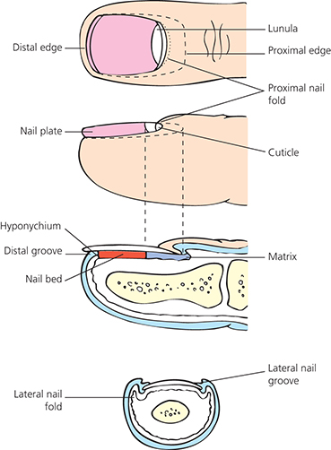 Baran & Dawber ’ s Diseases of the Nails and their Management