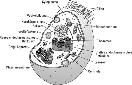 Plasmamembran