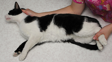 Nursing the Feline Patient diagram on globalization 