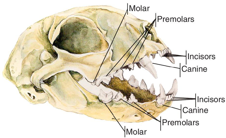 Prognathia латынь. Строение челюсти кошки. Череп кошки анатомия. Челюсть кошки анатомия. Строение кошачьего черепа.