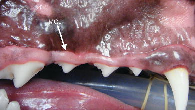 Veterinary Periodontology