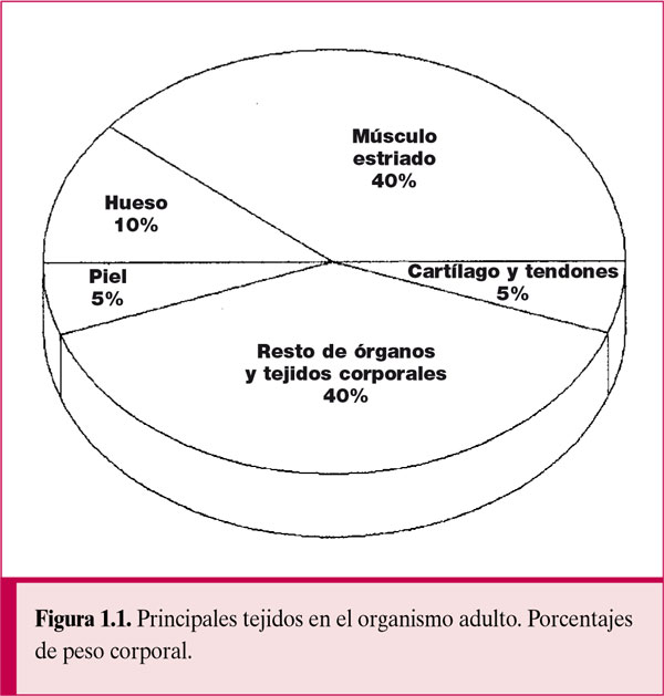 Fisiología general; un esbozo de la ciencia de la vida . Fig.  135.-Histolysis de fibras musculares en la cola de la larva de la^rana.  (Después Looss.) El isotrópico y el anisotrópico sustancias