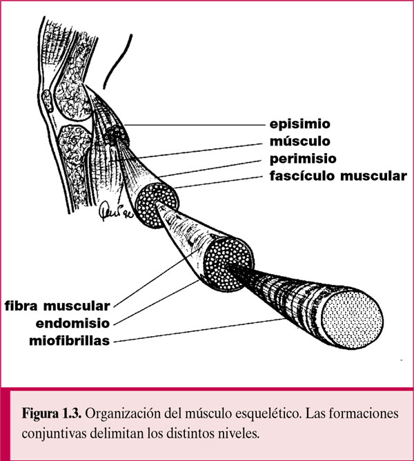 Fisiología general; un esbozo de la ciencia de la vida . Fig.  135.-Histolysis de fibras musculares en la cola de la larva de la^rana.  (Después Looss.) El isotrópico y el anisotrópico sustancias