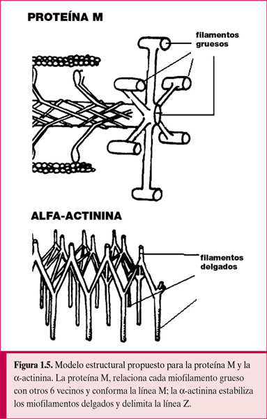 Fisiología general; un esbozo de la ciencia de la vida . Fig.  135.-Histolysis de fibras musculares en la cola de la larva de la^rana.  (Después Looss.) El isotrópico y el anisotrópico sustancias