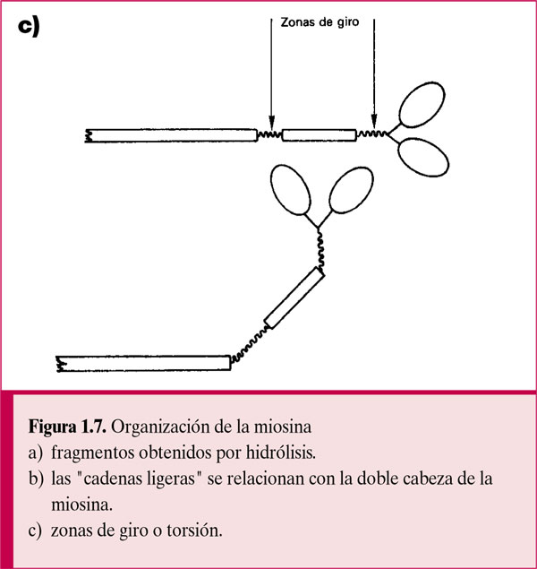 Fisiología general; un esbozo de la ciencia de la vida . Fig.  135.-Histolysis de fibras musculares en la cola de la larva de la^rana.  (Después Looss.) El isotrópico y el anisotrópico sustancias