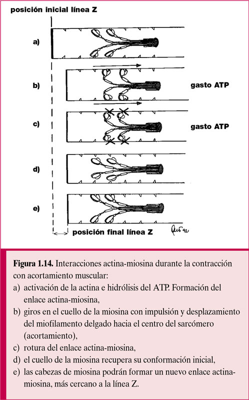 Fisiología general; un esbozo de la ciencia de la vida . Fig.  135.-Histolysis de fibras musculares en la cola de la larva de la^rana.  (Después Looss.) El isotrópico y el anisotrópico sustancias