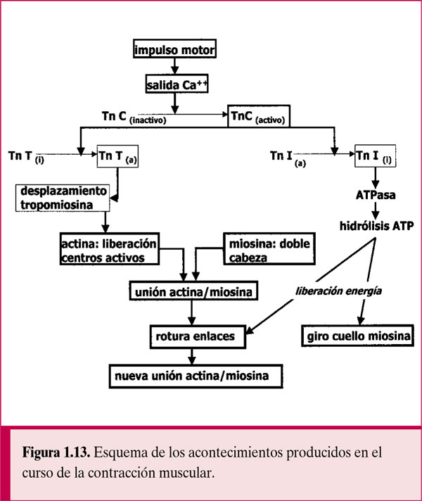 Fisiología general; un esbozo de la ciencia de la vida . Fig.  135.-Histolysis de fibras musculares en la cola de la larva de la^rana.  (Después Looss.) El isotrópico y el anisotrópico sustancias