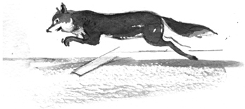 ILLUSTRATIONS