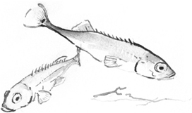 ILLUSTRATIONS