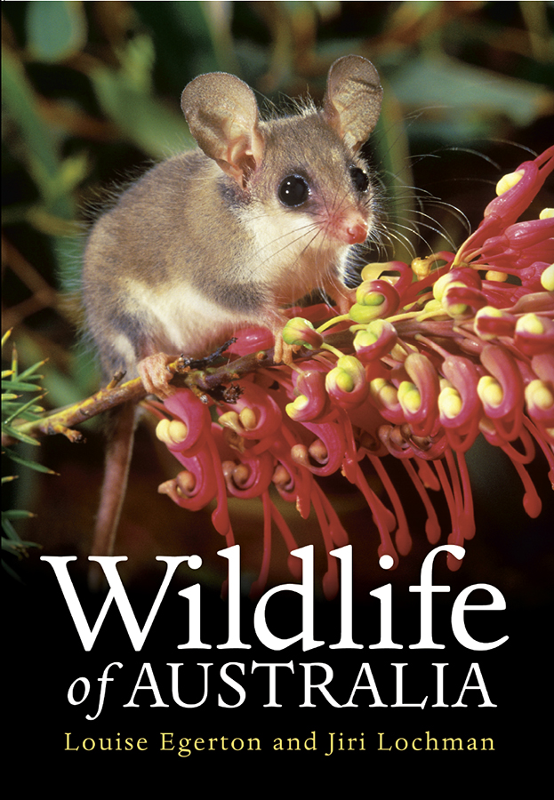 Wildlife Of Australia