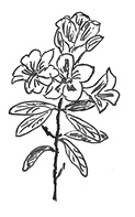 Rhododendron_gemalt.tif
