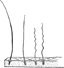 Essential Soil Science