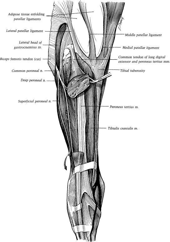 Practical Guide to Lameness in Horses