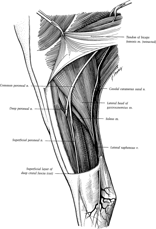 Practical Guide to Lameness in Horses