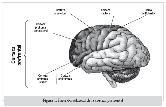 corteza orbitofrontal