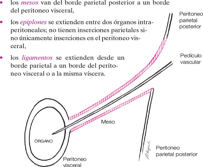 peritoneo visceral vs peritoneo parietal