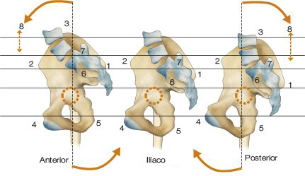 Cadenas fisiológicas, Las (tomo II). La cintura pélvica y el miembro  inferior (Color)