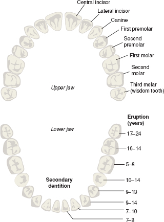 BASIC GUIDE TO ORAL HEALTH EDUCATION AND PROMOTION