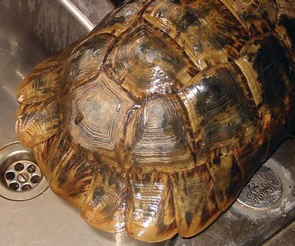 Essentials of Tortoise Medicine and Surgery