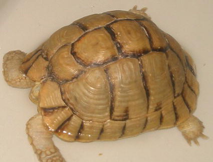 Essentials of Tortoise Medicine and Surgery