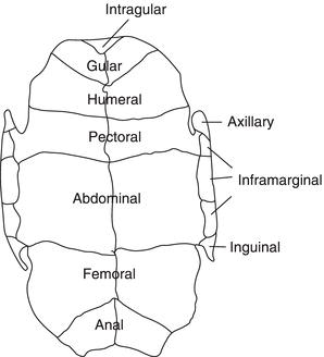 Essentials of Tortoise Medicine and Surgery