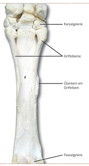 Griffelbein Pferd Anatomie