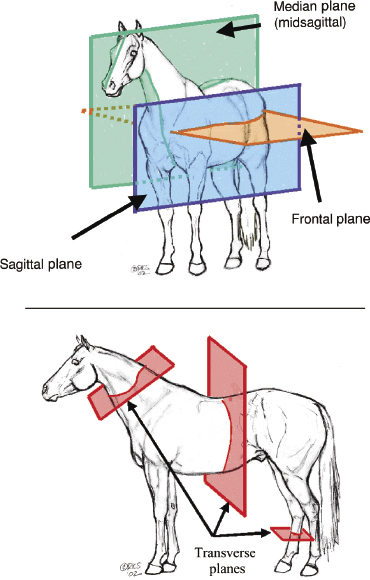 sagittal plane animal