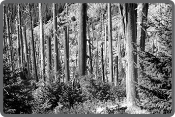 Image211853.tif