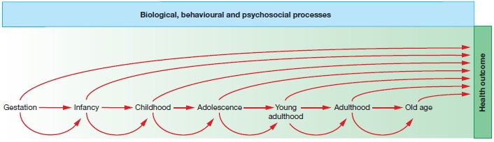 Diagram shows the biological, behavioural and psychosocial processes determining health condition; gestation, infancy, childhood, adolescence, young adulthood, adulthood and old age.