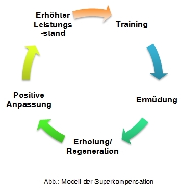 C:\Users\Birgit\Achim\Buch 2_Auflage\ebook_jpg\Superkompensation Kreislauf.jpg