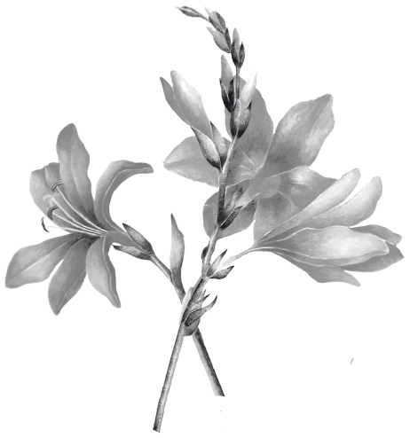 img_36340_01_037_Blumengedichte_abb001_b1