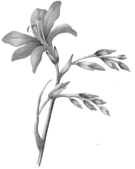 img_36340_01_037_Blumengedichte_abb002_b2