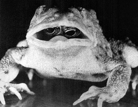 img_42853_01_004_Gruenbein_abb001_b1