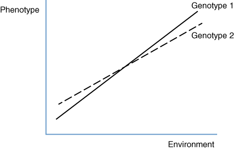 Graph of phenotype versus environment displaying 2 intersecting lines labeled Genotype 1 (solid) and Genotype 2 (dashed).