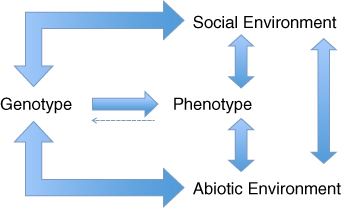 Diagram of complex interplay between nature and nurture, with double-headed arrows linking genotype, social environment, abiotic environment, and phenotype and dashed arrow from phenotype to genotype.