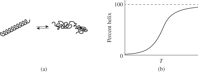 Left: Polypeptide chain in helix conformation, in equilibrium with a chain in coil conformation. Right: Percent helix in a polypeptide chain versus temperature in a polar organic solvent, with S-curve peaking at 100.