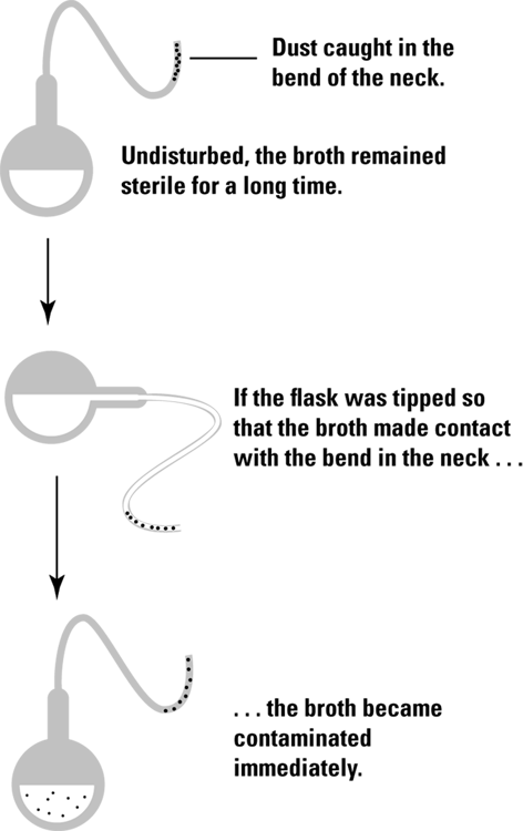 Illustration of Pasteur’s experiments that disproved the theory of spontaneous generation, with labels “dust caught in the bend of the neck,” “if the flask was tipped so that the broth made contact with the bend in the neck….”