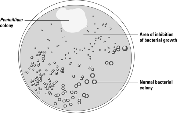 Illustration of a petri dish with fungus penicillium. Lines indicate penicillium colony, area of inhibition of bacterial growth, and normal bacterial colony.
