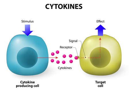 Cytokine Proteine, Die Für Die Signalübertragung In Zellen Wichtig Sind.  Sie Werden Von Zellen Freigesetzt Und Beeinflussen Das Verhalten Anderer  Zellen. Zytokine Umfassen Interferone, Interleukine, Lymphokine Und Andere.  Zytokine Werden Von Einer