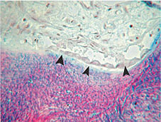 Khoury_fig003a.jpg